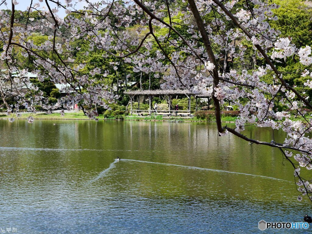 これぞ三渓園なサクラ-3