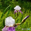 花木園の静かなひと時