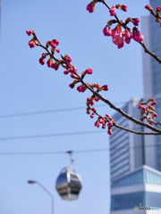 横浜 開花宣言