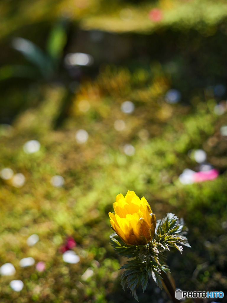 いつもの苔に引き留められる