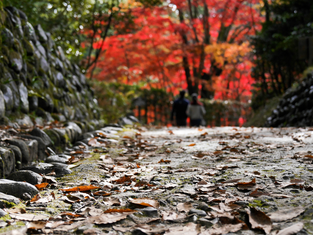 生田緑地-2