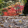 生田緑地-1
