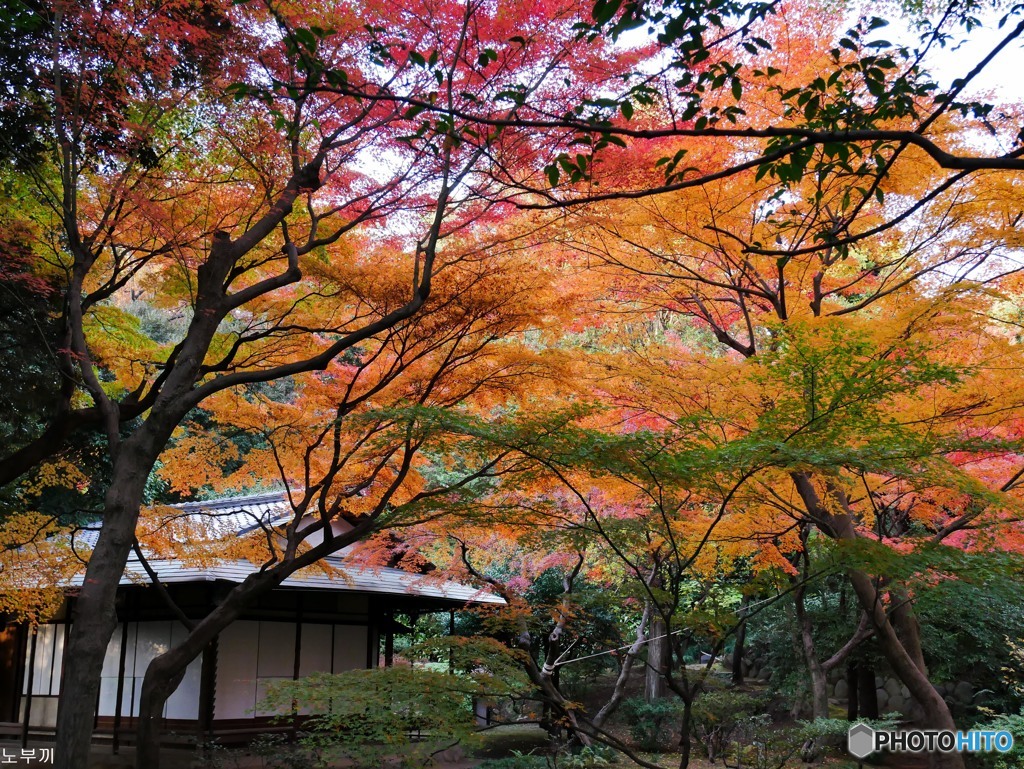 旧古河庭園 駒込-2