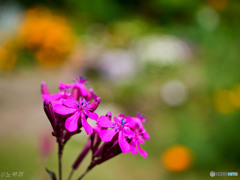 花撮り挑戦中
