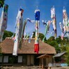 5月10日の鯉のぼり
