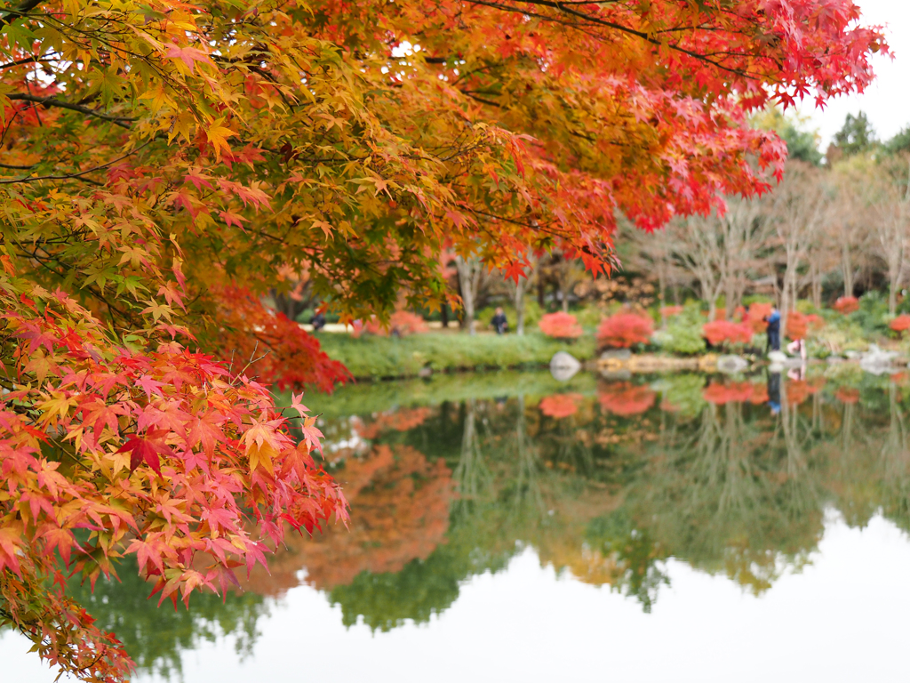 昭和記念公園-2