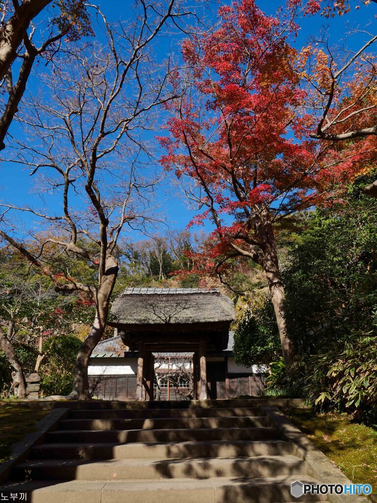 毎年恒例、円覚寺の紅葉散歩