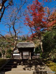 毎年恒例、円覚寺の紅葉散歩