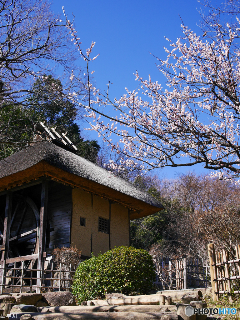 水車小屋の春