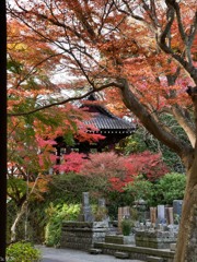 鎌倉 妙本寺-6