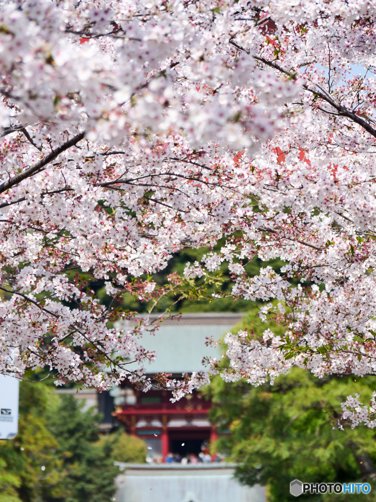 4月3日 段葛