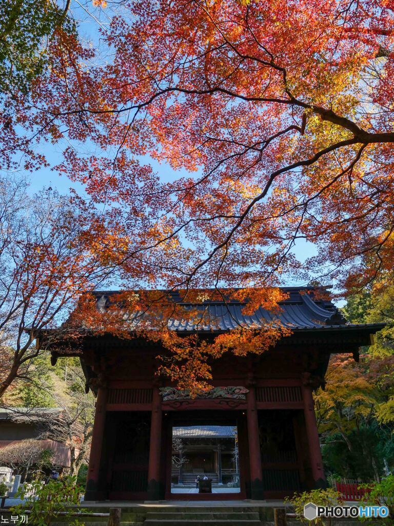 やっと見頃 妙本寺