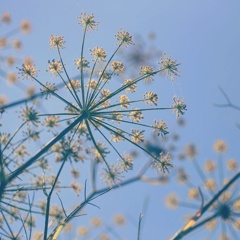 花火の季節…