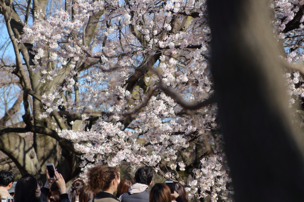 新宿御苑の桜