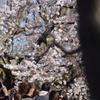 新宿御苑の桜