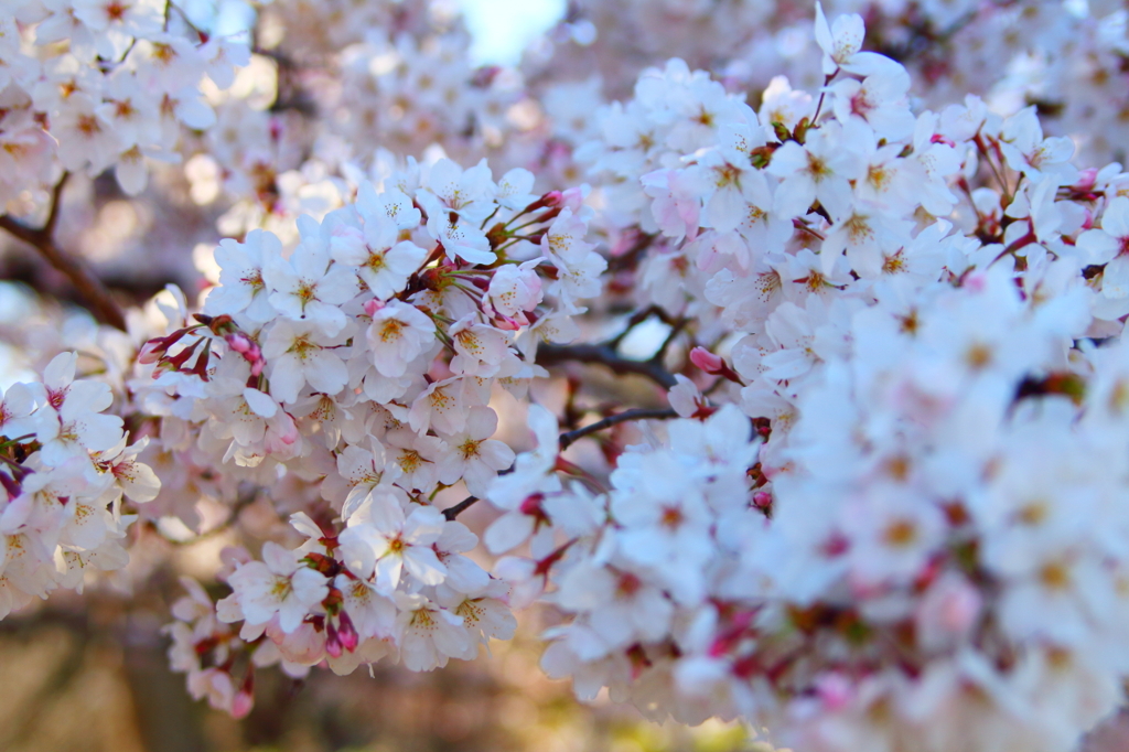 bIMG_0708