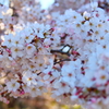 bIMG_0708
