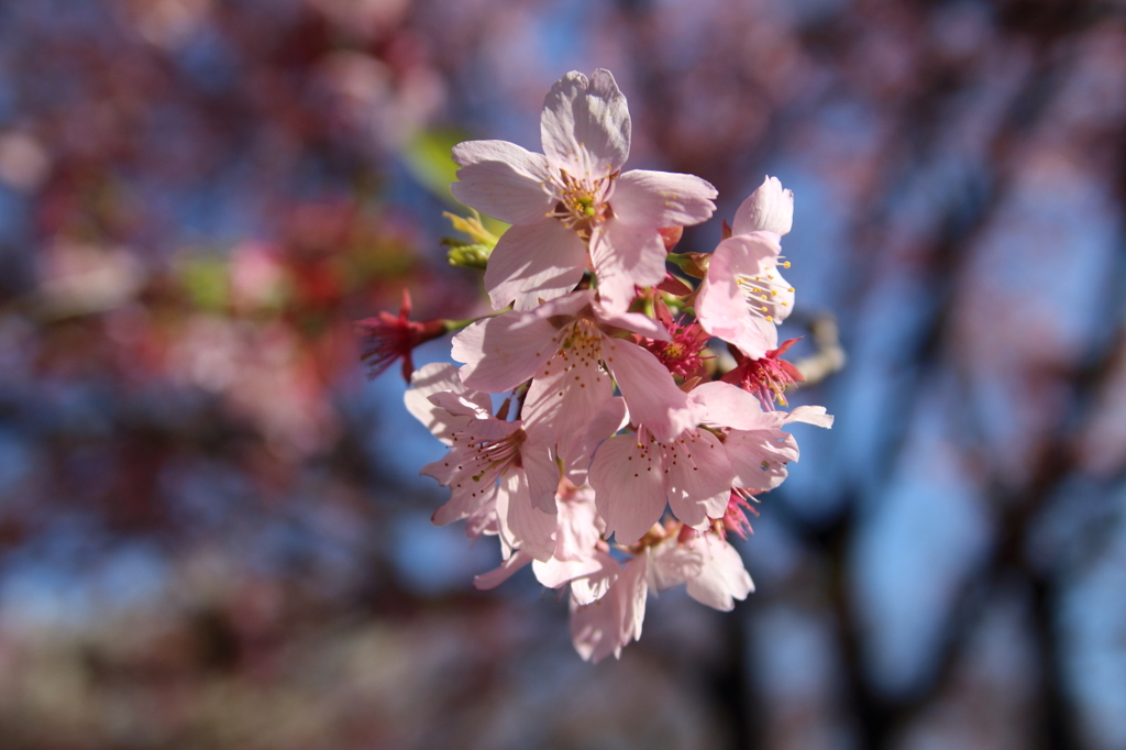 bIMG_0614