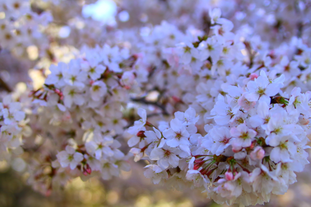 bIMG_0706