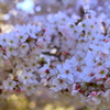 bIMG_0706