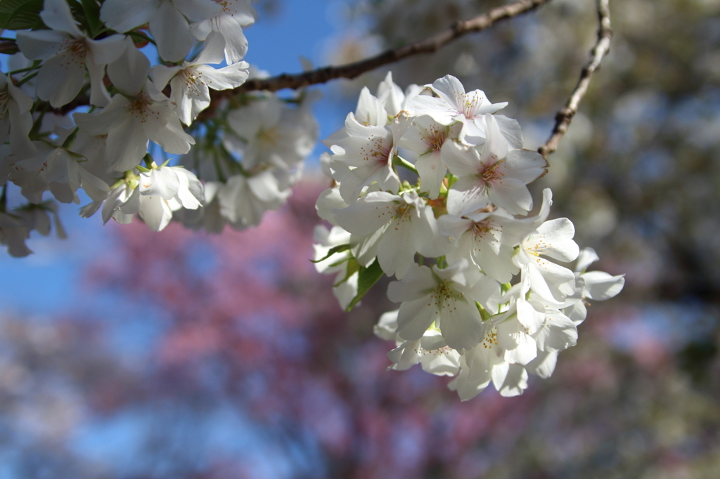 bIMG_0625