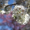 bIMG_0625