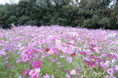 秋の桜