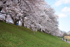 桜①
