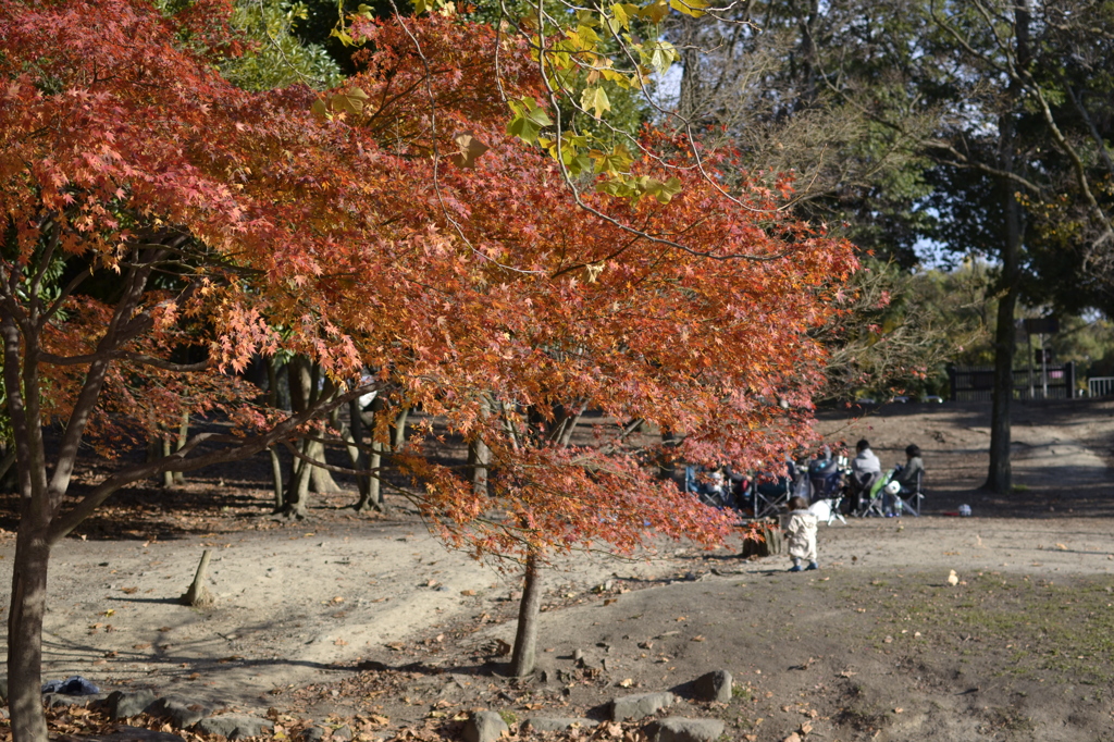 _DSC0699