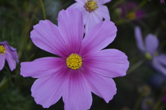 秋桜