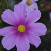 秋桜