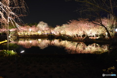 鏡の水面