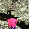 桜②