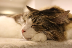 猫と書いて寝子と書く