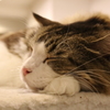 猫と書いて寝子と書く