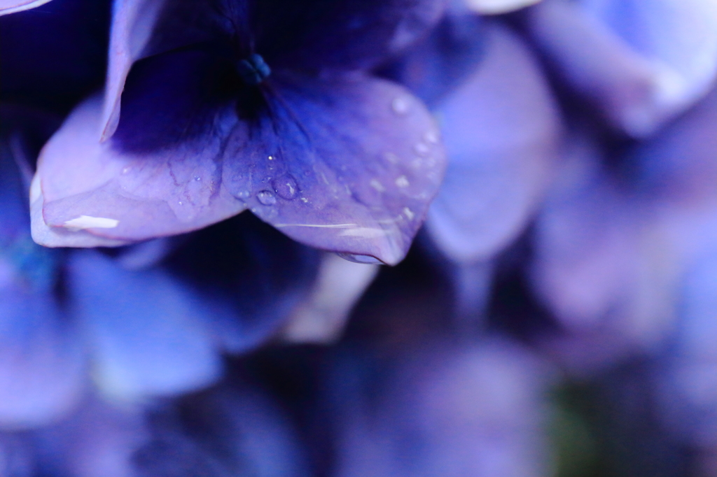 梅雨時
