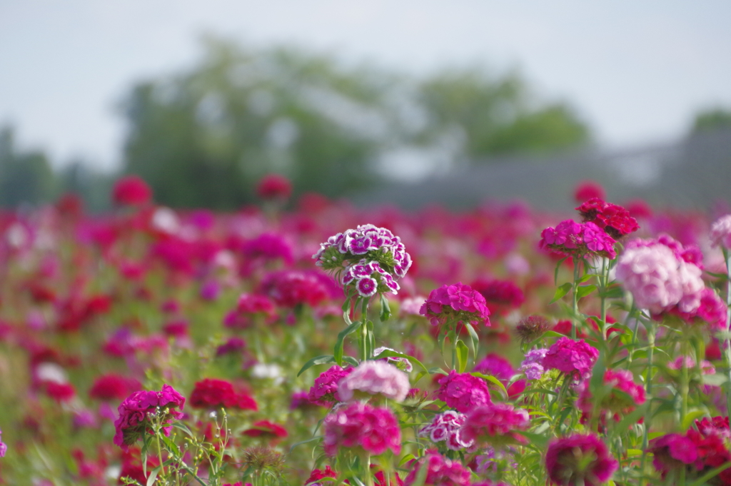 牧場の花畑