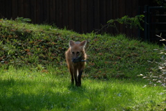 獲物を咥えた狐