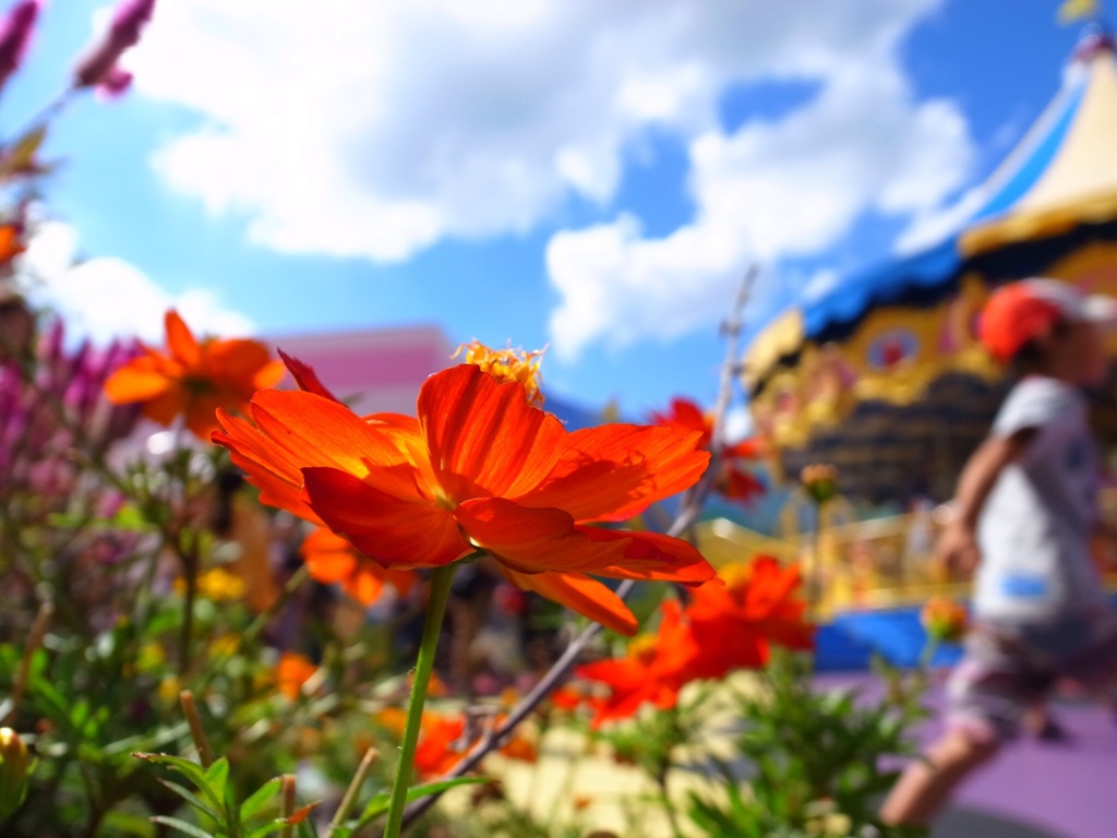 USJの花畑と空