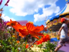USJの花畑と空