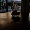 金魚鉢