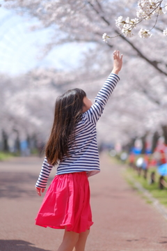 桜娘