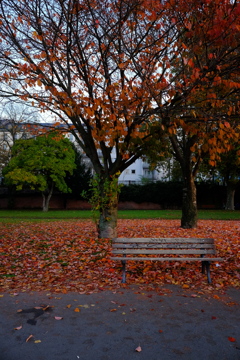 真っ赤な秋のベンチ