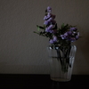静かに呼吸する花