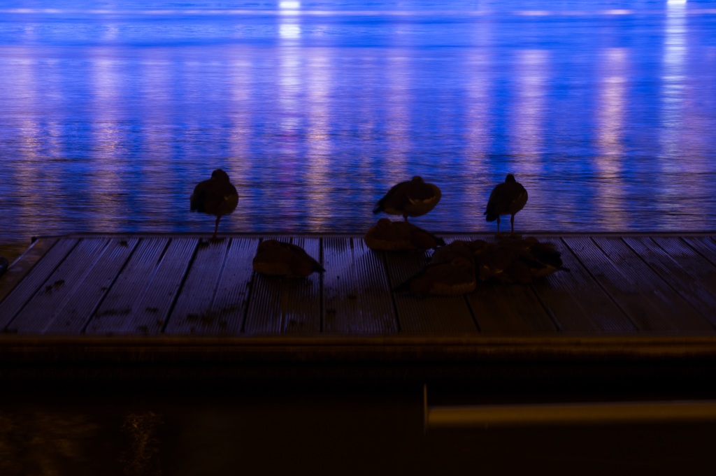 遊覧船の灯りの前で羽根を休める水鳥