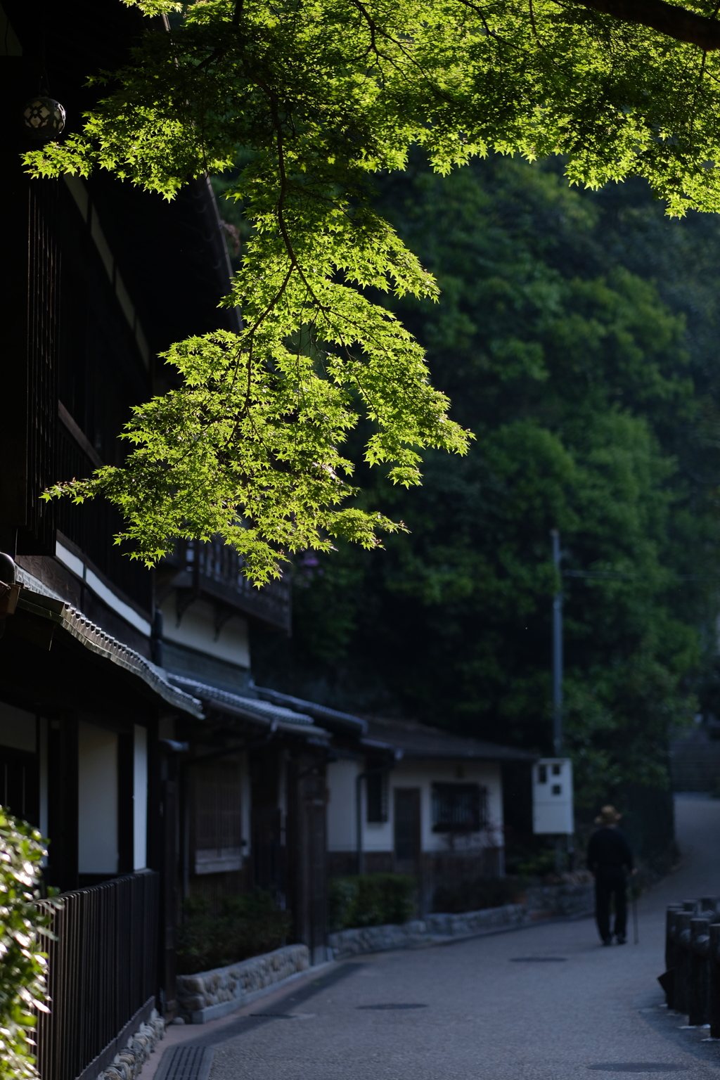 緑の朝