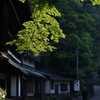 緑の朝