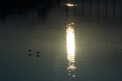 朝 水辺低く飛ぶ鳥