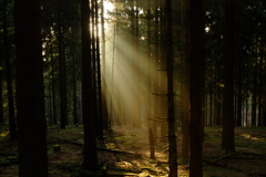 朝の森に降り注ぐ光