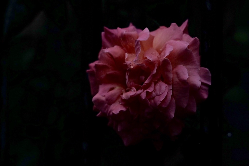 雨上がりの薔薇